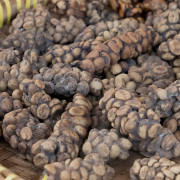 Kopi Luwak Cat Poo Coffee in Bali