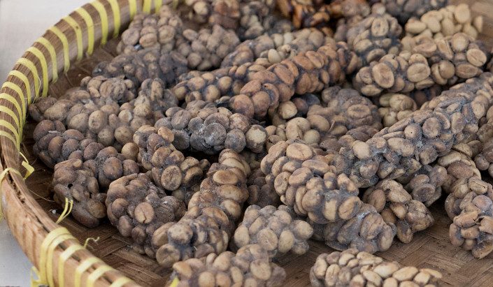 Kopi Luwak Cat Poo Coffee in Bali